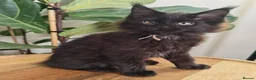 Maine Coon cats for sale: Stunning XL Black & Blue Smoke TICA Maine Coons - Advert 2