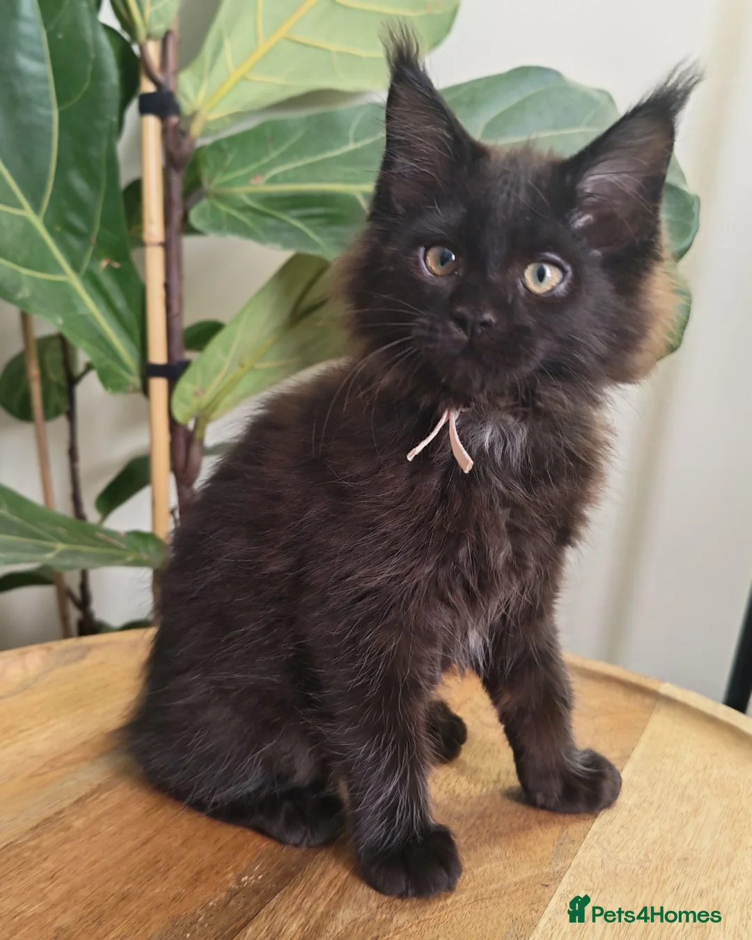 Maine Coon cats for sale: Stunning XL Black & Blue Smoke TICA Maine Coons - Advert 2