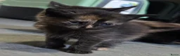 Mixed Breed cats for sale: Beautiful Fluffy Kittens Looking for Forever homes - Advert 13