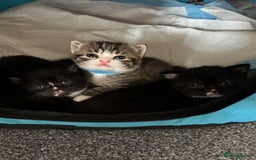 British Shorthair cats for sale: British mixed short hair  - Image 1