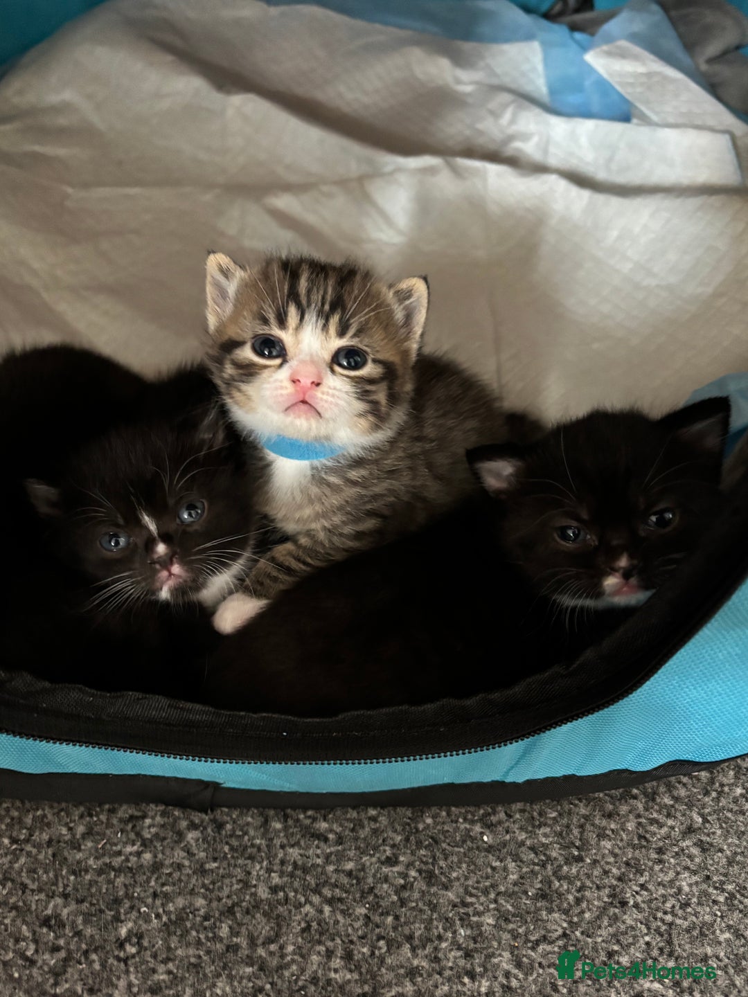 British Shorthair cats for sale: British mixed short hair  - Image 1