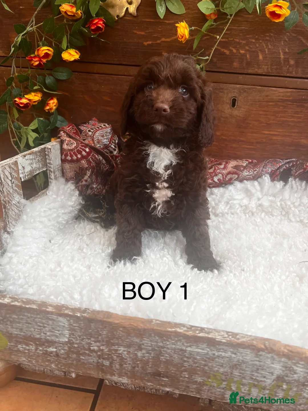 Sproodle dogs for sale: Chocolate Sproodle Puppies rare Merle  - Advert 29
