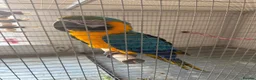 Macaws birds for sale: Stunning blue and gold macaw  in Southampton - Advert 1