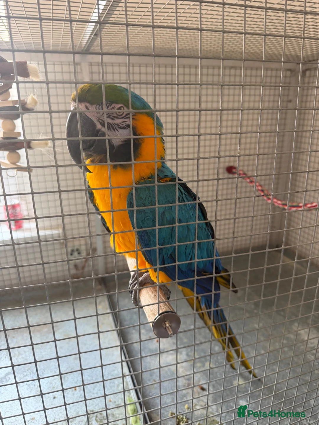 Macaws birds for sale: Stunning blue and gold macaw  in Southampton - Advert 1