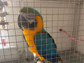 Macaws birds Stunning blue and gold macaw - Advert 3