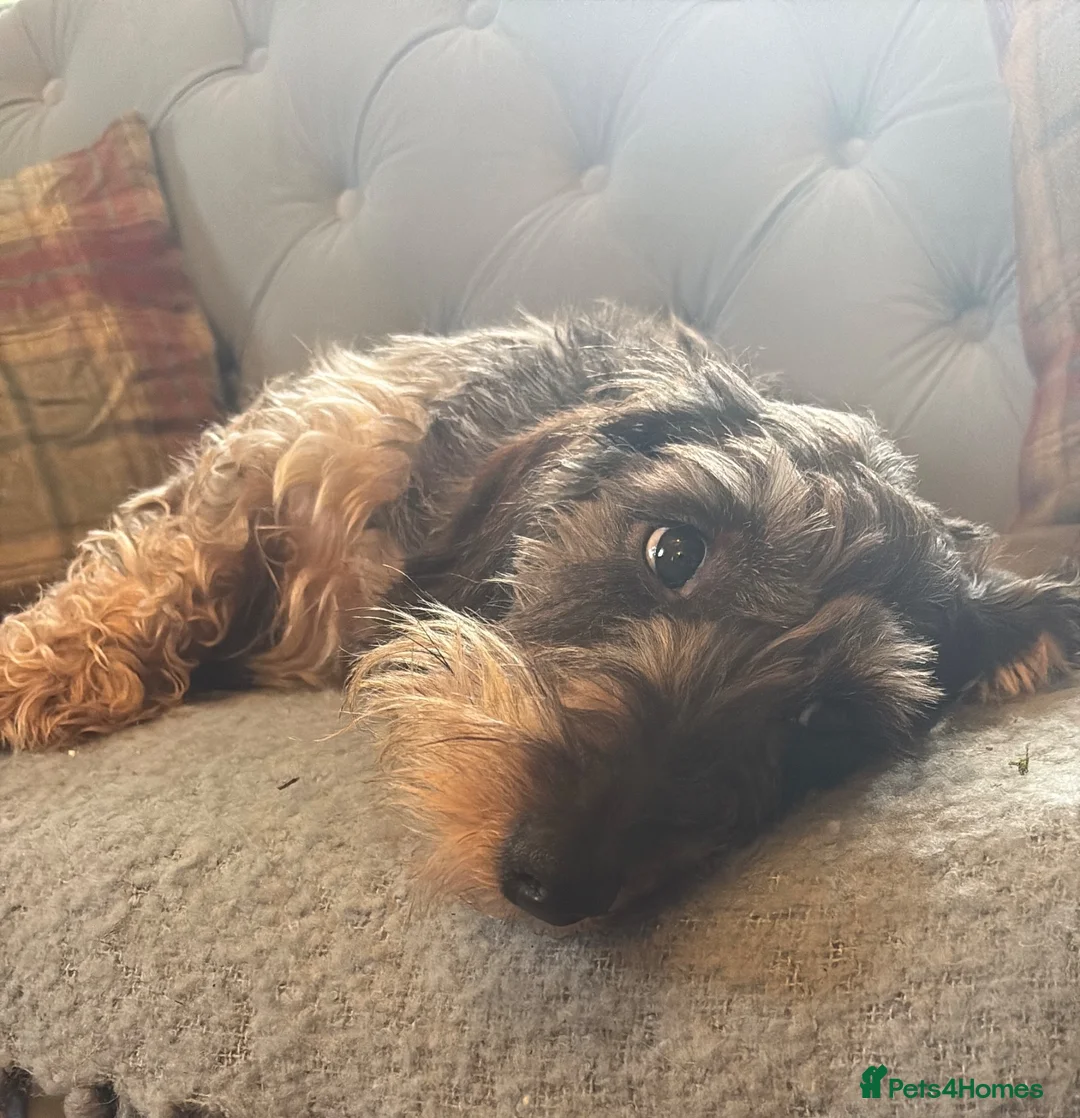 Dachshund dogs for sale: Standard Wirehaired Dachshund Puppies For Sale - Advert 1