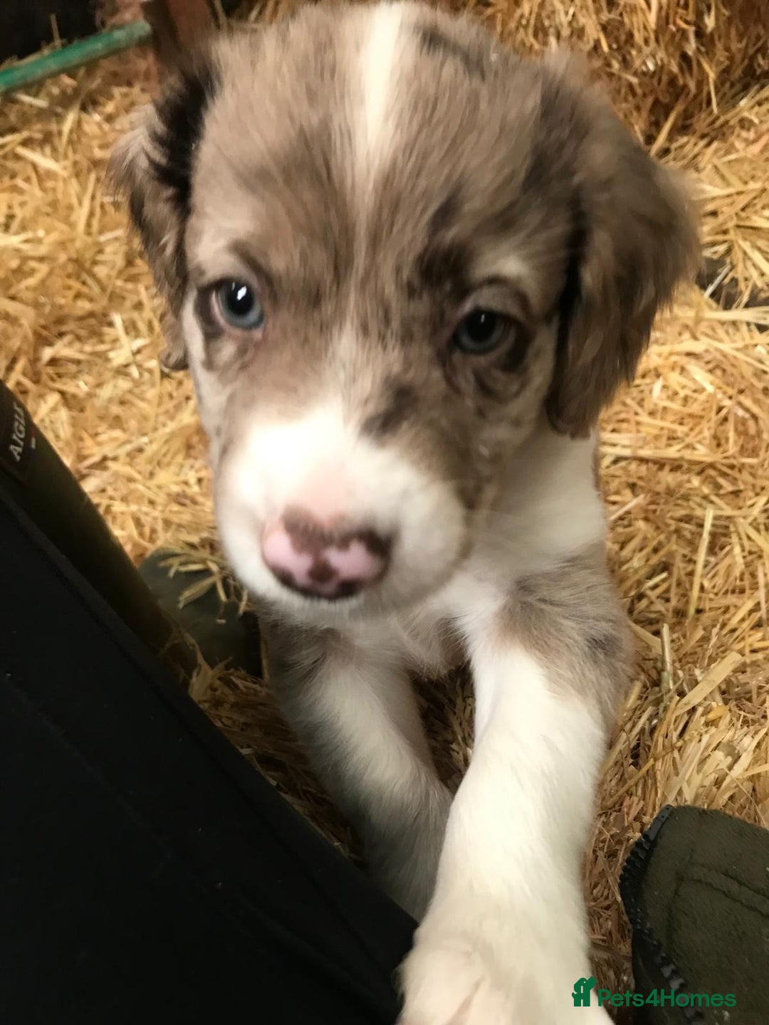 Sprollie dogs for sale: Sprollie pups - Image 7