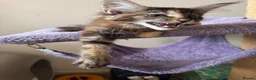 Maine Coon cats for sale: READY TO LEAVE NOW GCCF PEDIGREE MAINECOON KITTENS - Advert 7