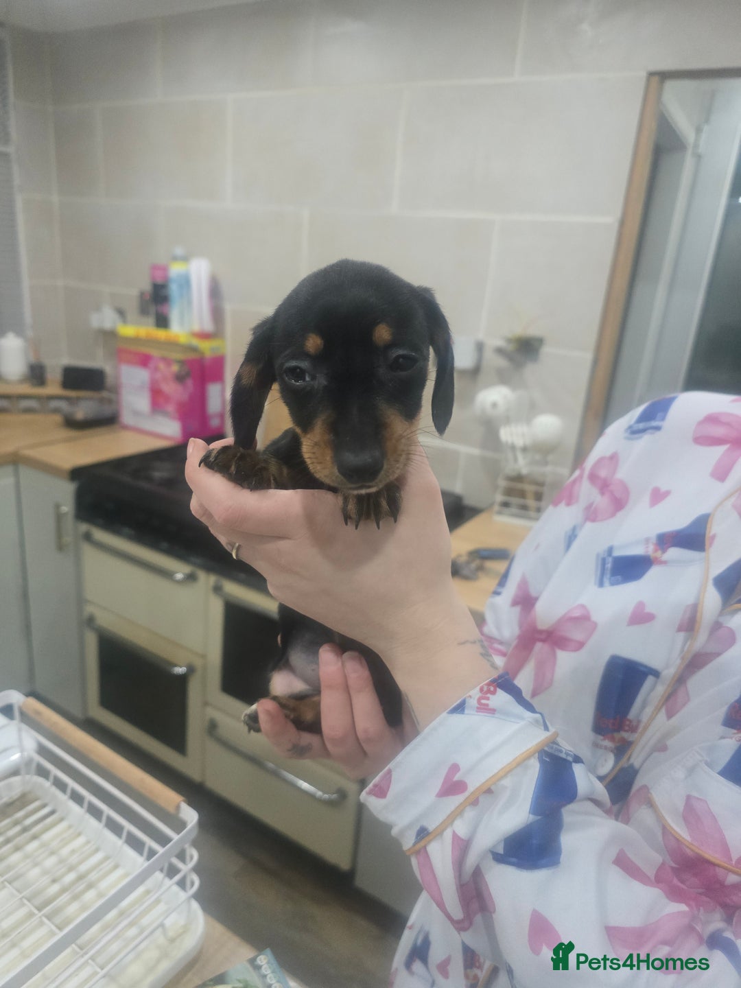 Dachshund dogs for sale: Dachsund puppies for sale  - Advert 8