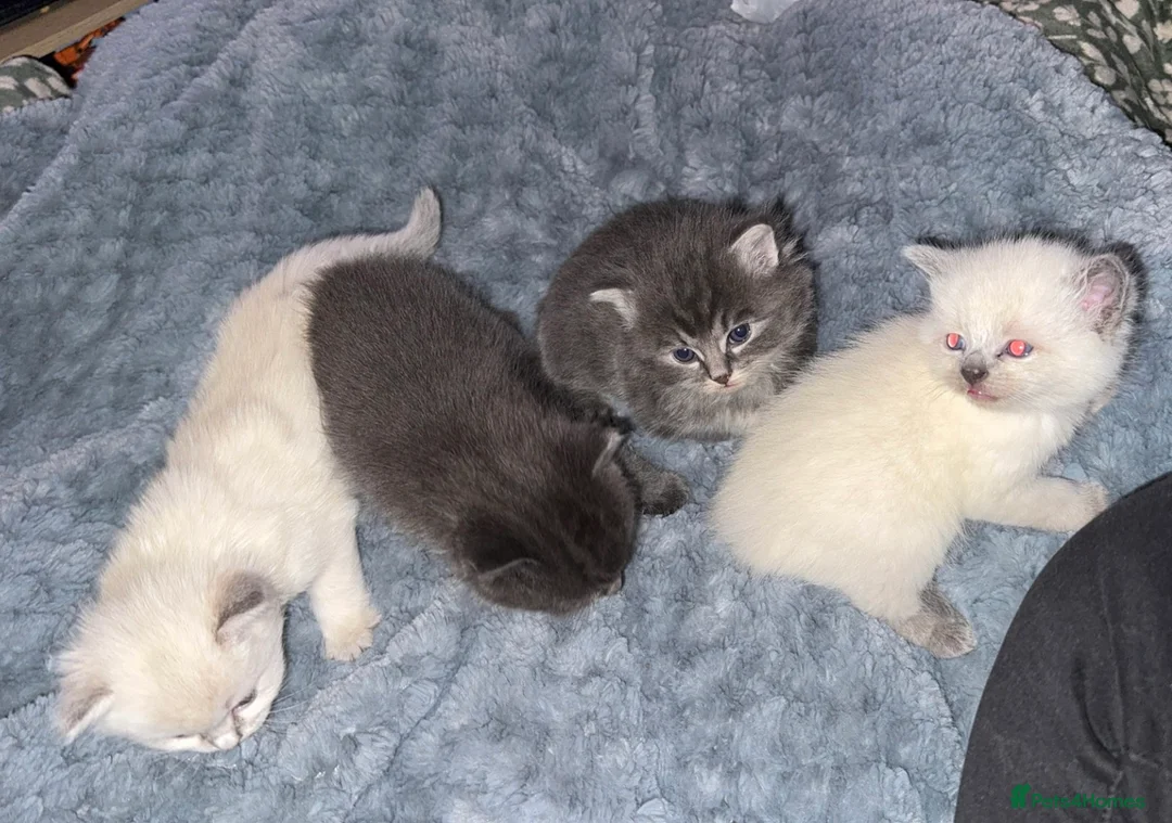 Ragdoll cats for sale: 4 bundles of Ragdoll x joy - Advert 4