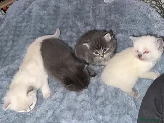 Ragdoll cats 4 bundles of Ragdoll x joy - Advert 1