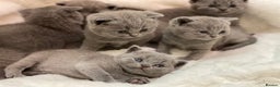 British Shorthair cats for sale: British shorthair kitties - Registered kitties - Advert 3
