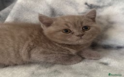 Scottish Fold cats for sale: 🐾 Scottish Fold Kittens – Sweet, Rare & Ready Now - Image 29