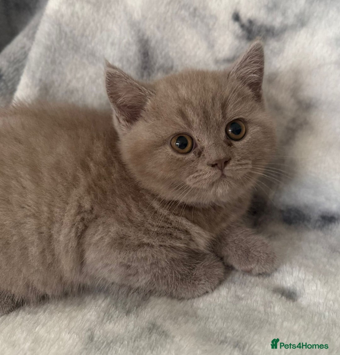 Scottish Fold cats for sale: 🐾 Scottish Fold Kittens – Sweet, Rare & Ready Now - Image 29