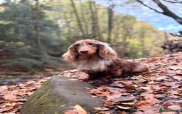 Miniature Dachshund dogs for sale: Long haired chocolate tan dachshunds  - Image 9