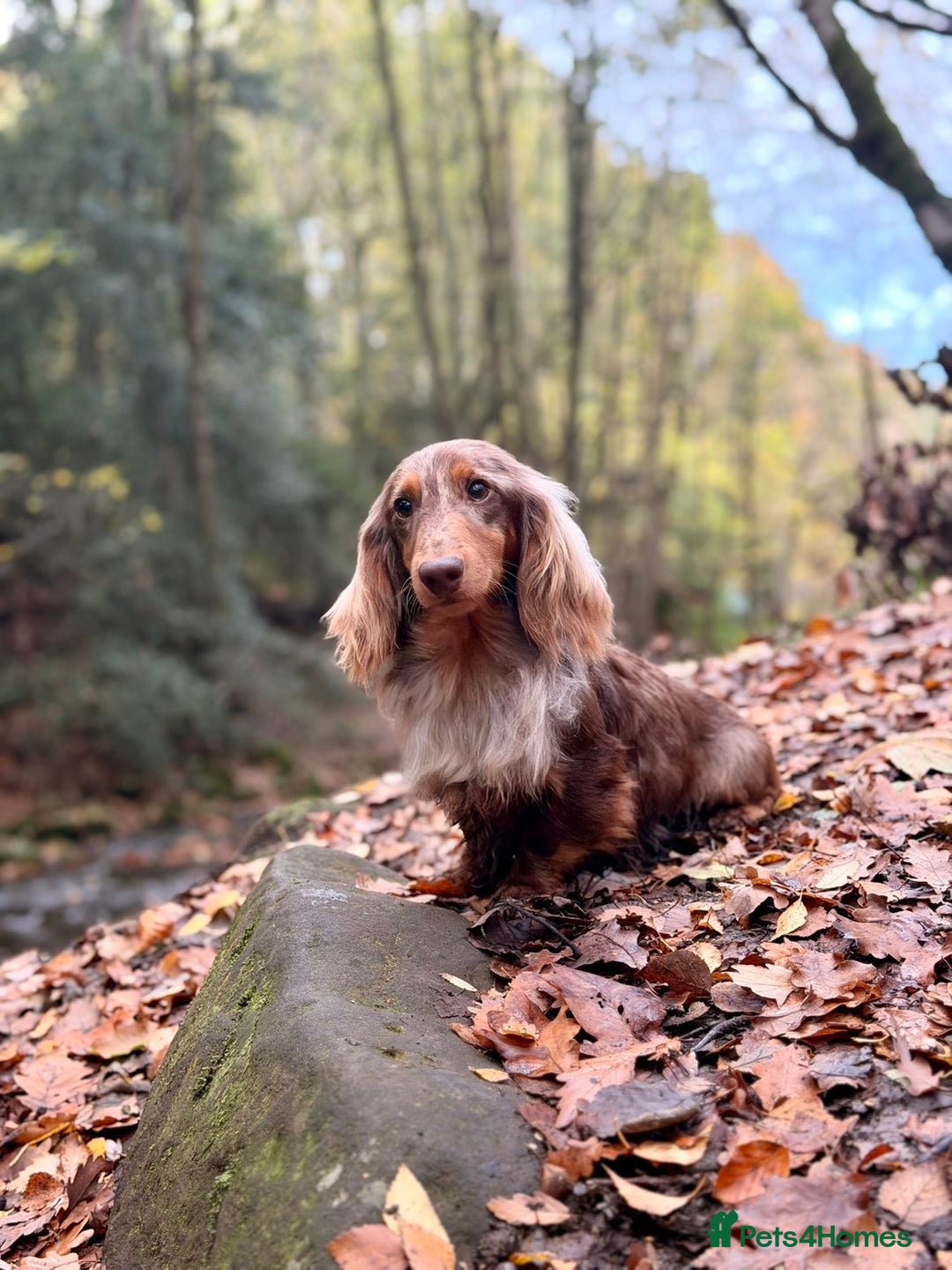 Miniature Dachshund dogs for sale: Long haired chocolate tan dachshunds  - Image 9