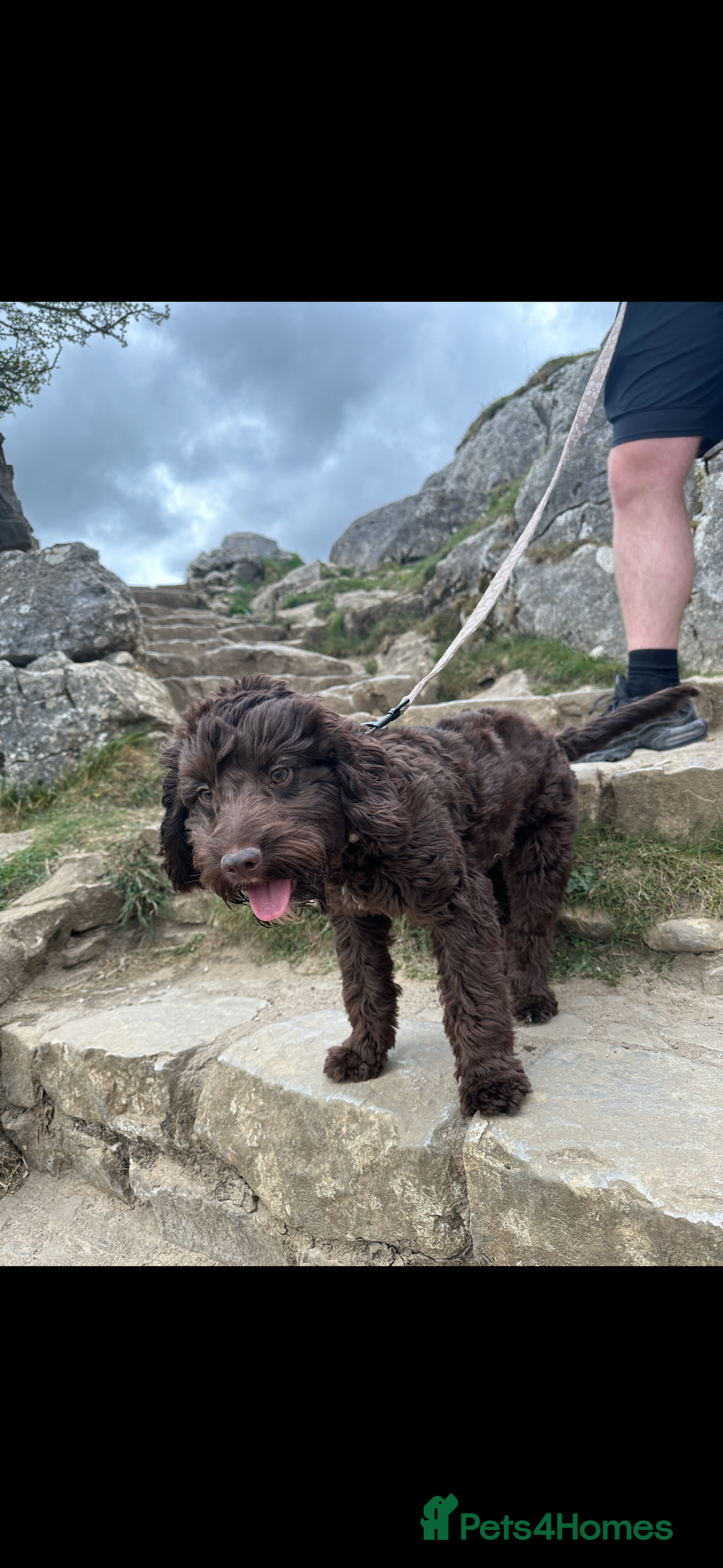 Cockapoo dogs for stud: 🐶 F1 Miniature Cockapoo Stud Available 🐶 - Advert 1