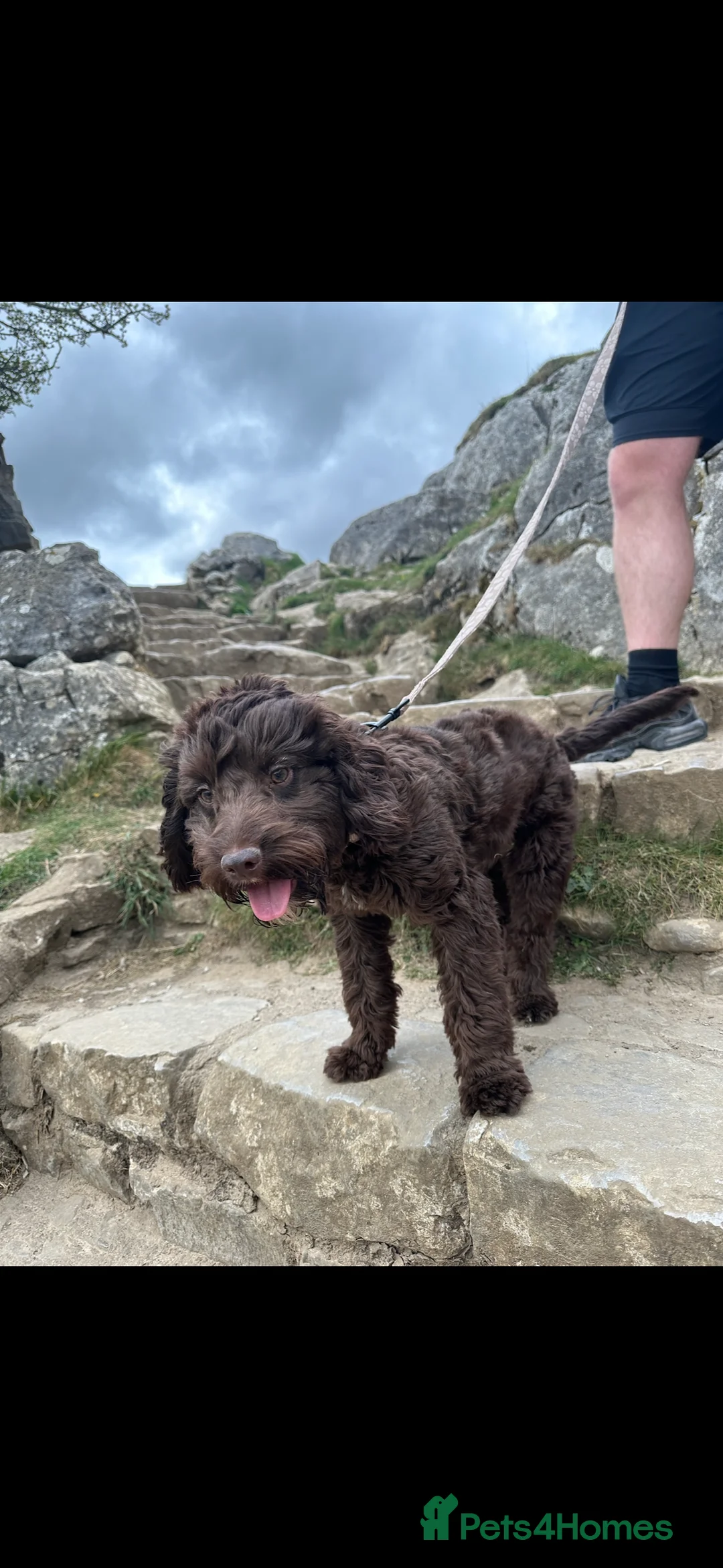 Cockapoo dogs for stud: 🐶 F1 Miniature Cockapoo Stud Available 🐶 - Advert 1