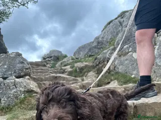 Cockapoo dogs 🐶 F1 Miniature Cockapoo Stud Available 🐶 - Advert 14