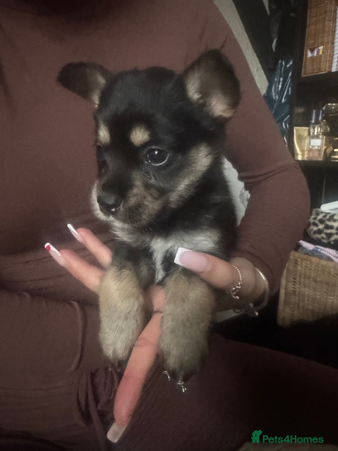 Mixed Breed dogs for sale: Husky cross cockerspaniel puppies  - Advert 3
