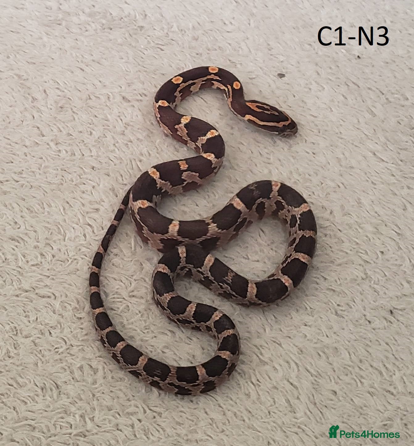 Corn Snake reptiles Babies Corn snakes - Advert 19