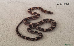 Corn Snake reptiles for sale: Babies Corn snakes - Image 8