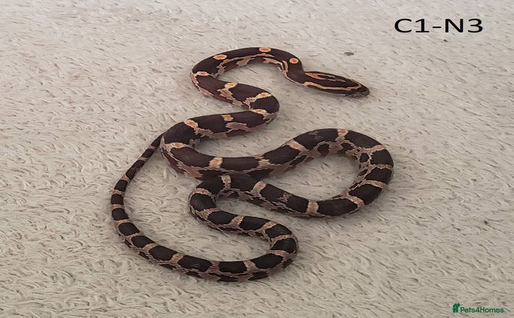 Corn Snake reptiles - Advert 10