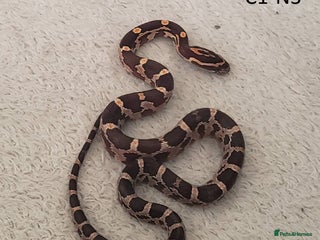 Corn Snake reptiles - Advert 14