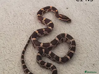 Corn Snake reptiles Babies Corn snakes - Advert 19