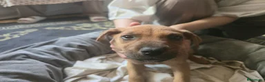 Mixed Breed 1
