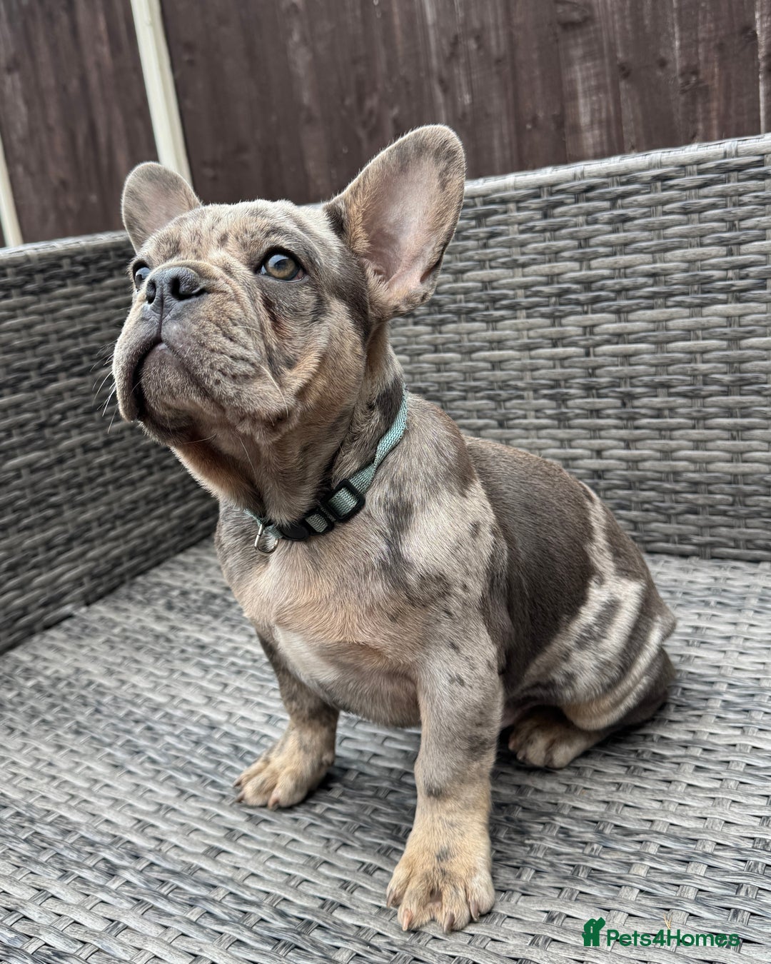 French Bulldog dogs for sale: French Bulldog Puppies with 3 Vaccines Included in Walton-on-Thames - Image 14