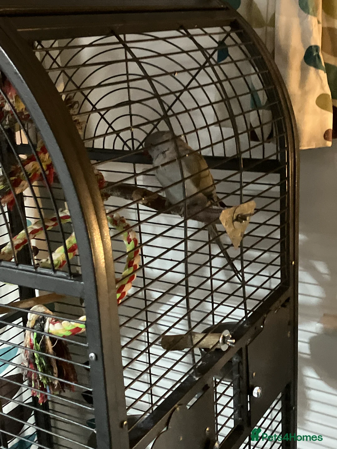 Ringnecks birds for sale: Grey ring neck parrot 1 year  - Advert 1