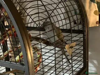 Ringnecks birds Grey ring neck parrot 1 year - Advert 6