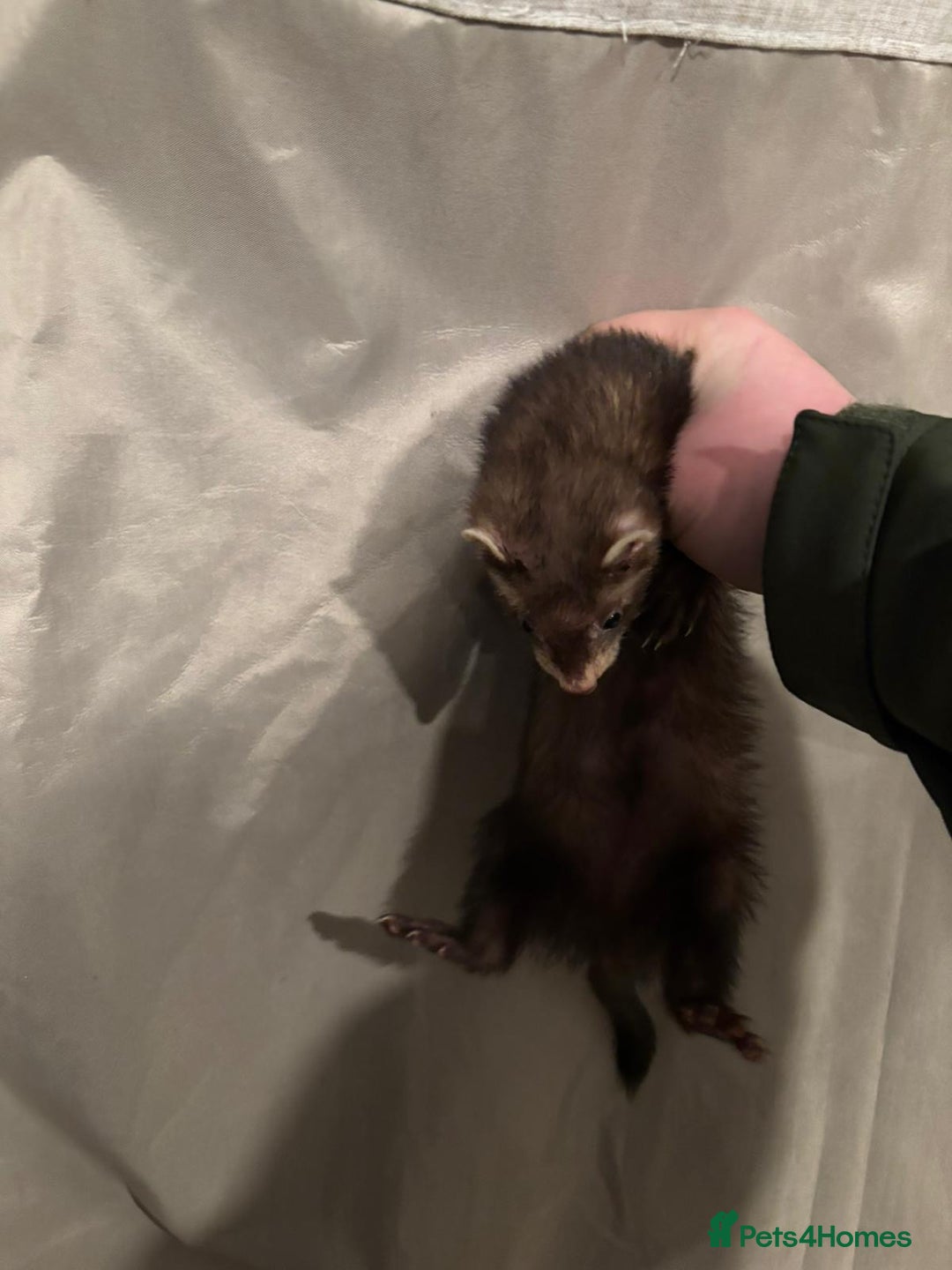 Ferret rodents for sale: Gill and hob  - Advert 4