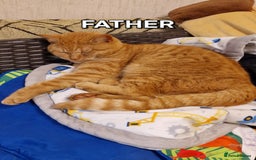 Mixed Breed cats for sale: Gorgeous British Shorthair Kittens for SALE - Advert 13