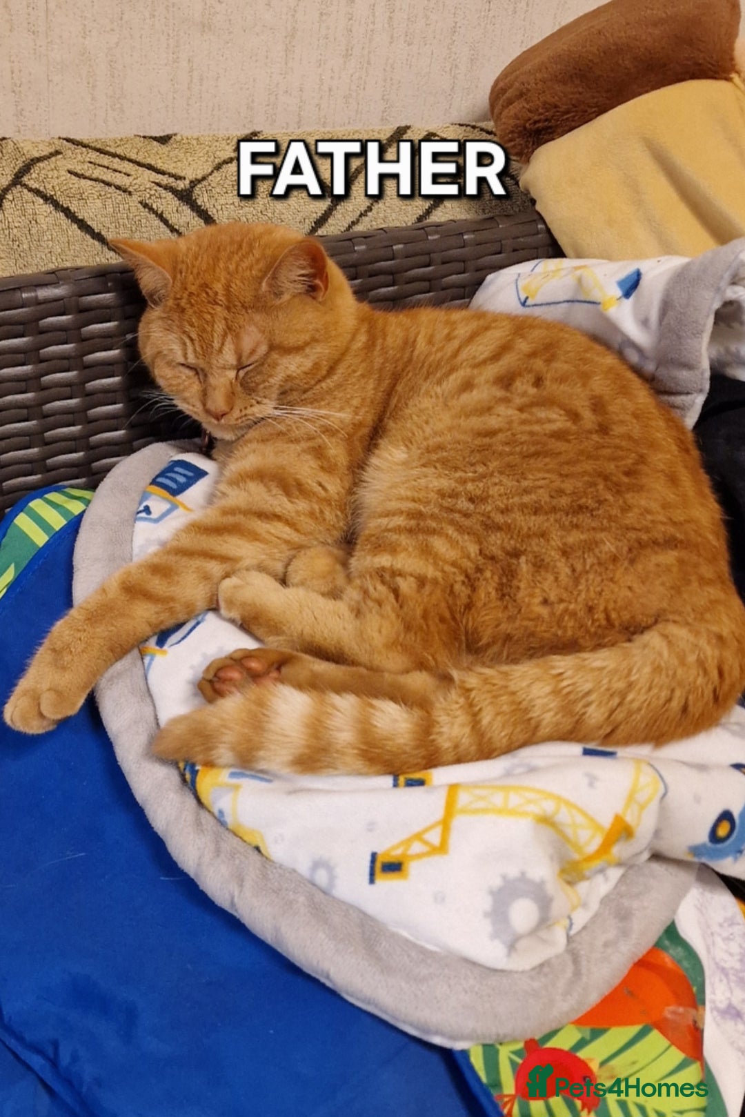 Mixed Breed cats for sale: Gorgeous British Shorthair Kittens for SALE - Advert 13