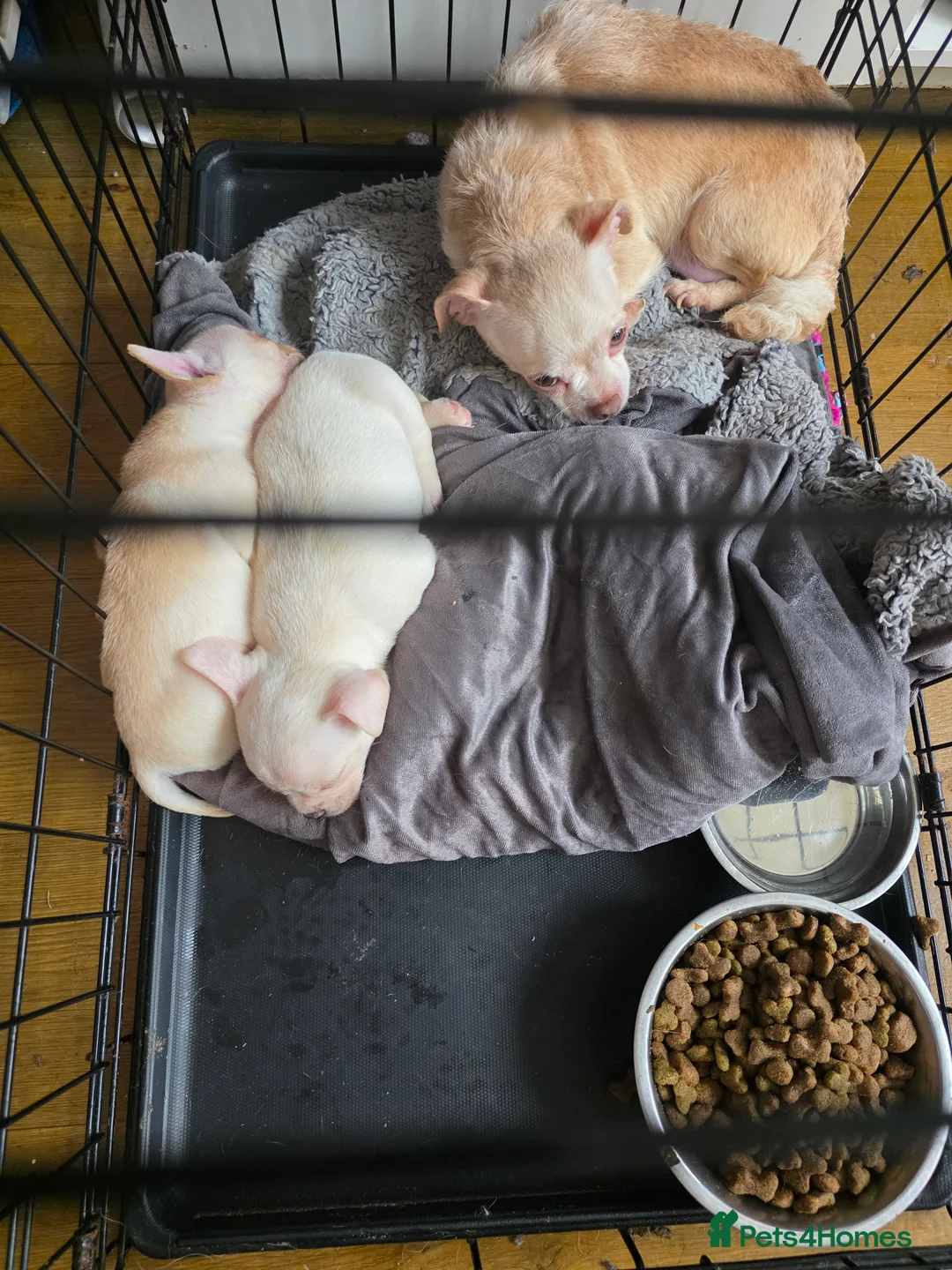Mixed Breed dogs for sale: Chihuahua cross french bulldog  - Advert 5