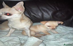 Chihuahua dogs for sale: Female Chihuahua puppy  - Image 4