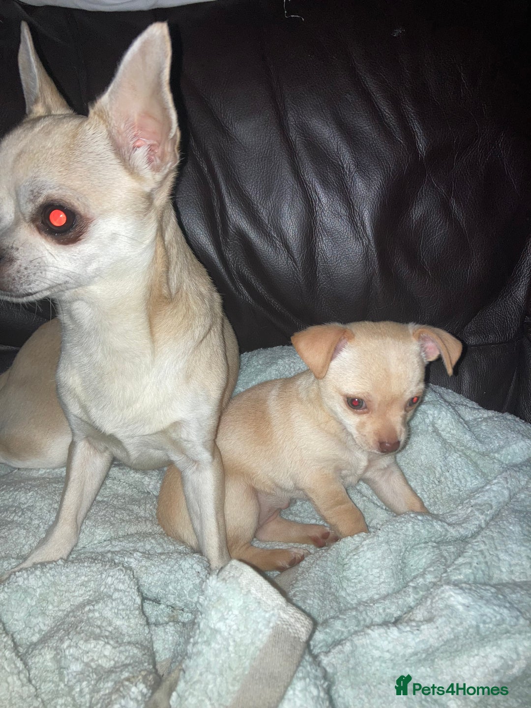 Chihuahua dogs for sale: Female Chihuahua puppy  - Image 4