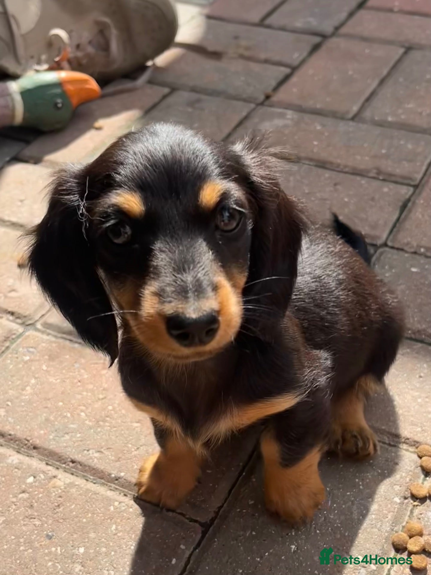 Miniature Dachshund dogs Mini LH dachshunds - Advert 10