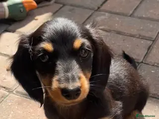 Miniature Dachshund dogs Female LH mini dachshund (black and tan) - Advert 2
