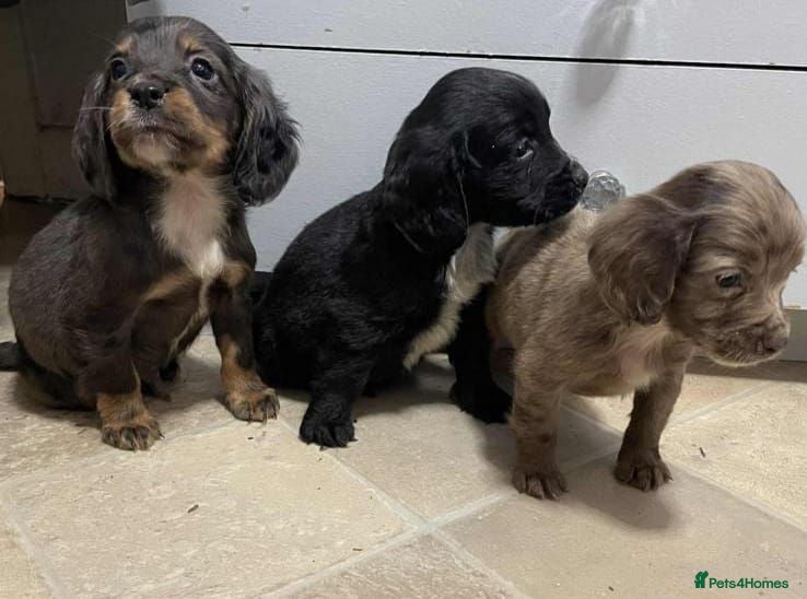 Cocker Spaniel dogs Beautiful Cockers  - Advert 3