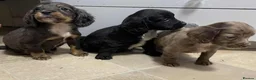 Cocker Spaniel dogs for sale: Beautiful Cockers  in Manchester - Advert 1