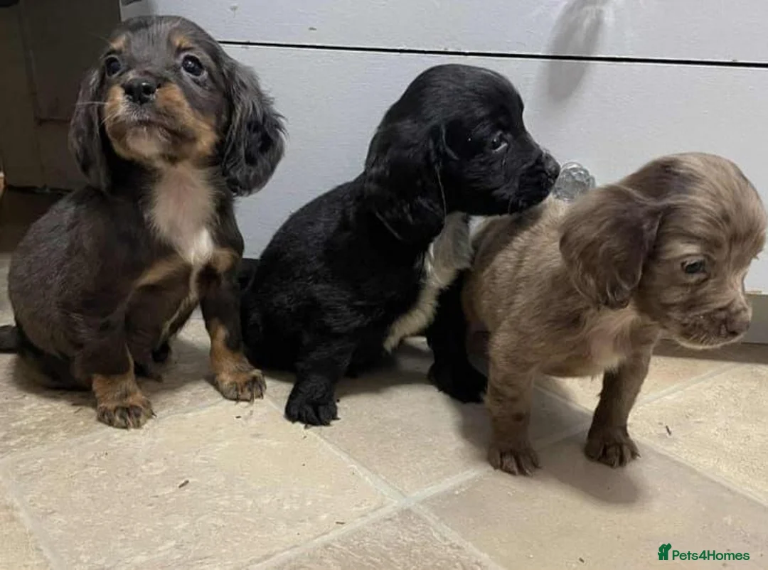 Cocker Spaniel dogs for sale: Beautiful Cockers  in Manchester - Advert 1