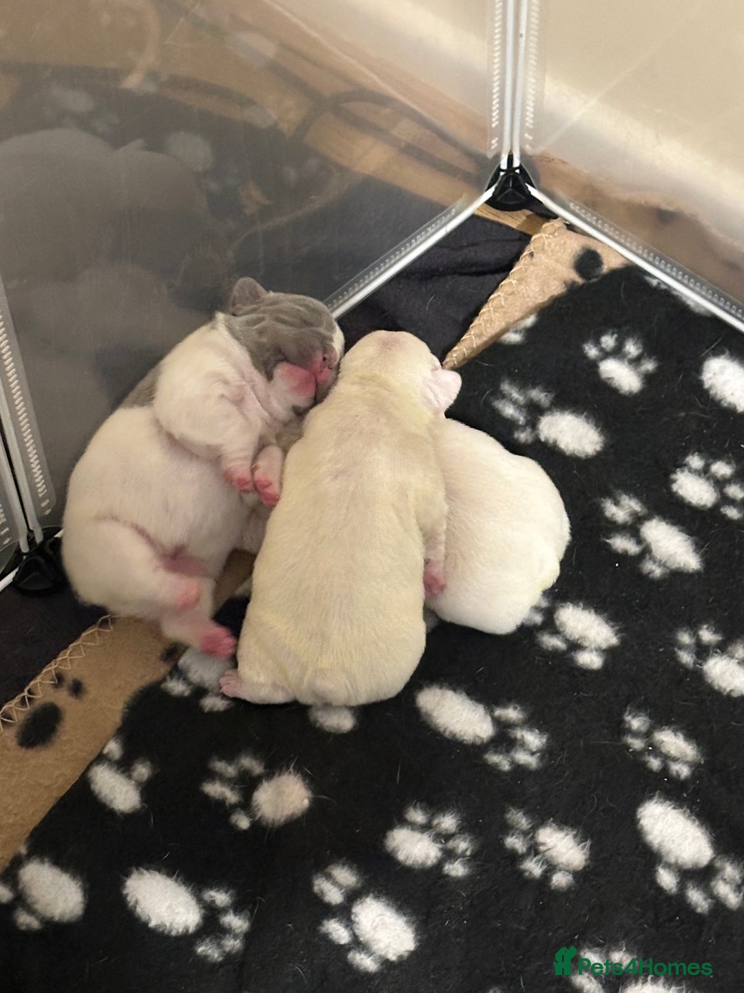 French Bulldog dogs for sale: French bulldog “fluffy” - Advert 11