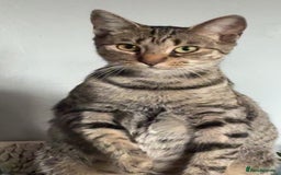 Domestic Shorthair cats for sale: 2x Tabby Cats (1x Male and 1x Female) - Image 3