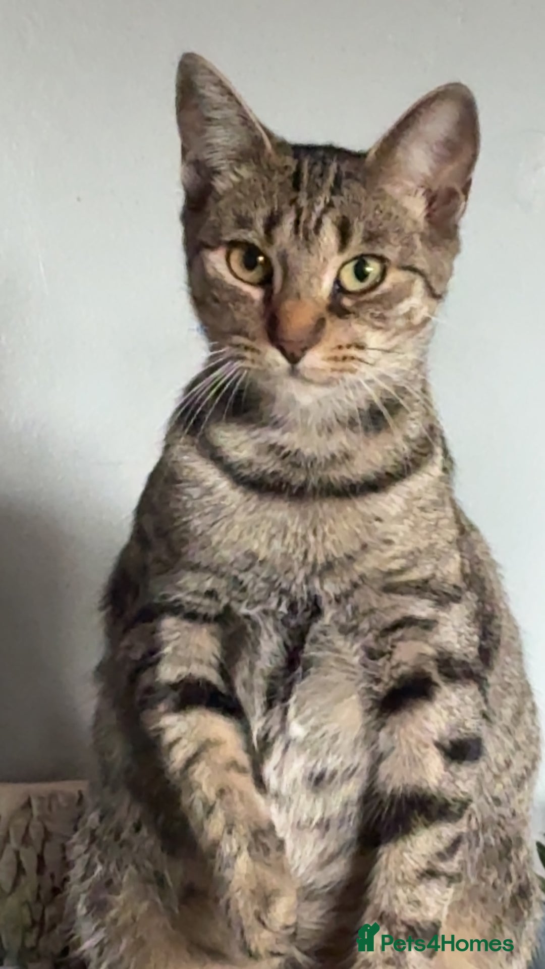 Domestic Shorthair cats for sale: 2x Tabby Cats (1x Male and 1x Female) - Image 3