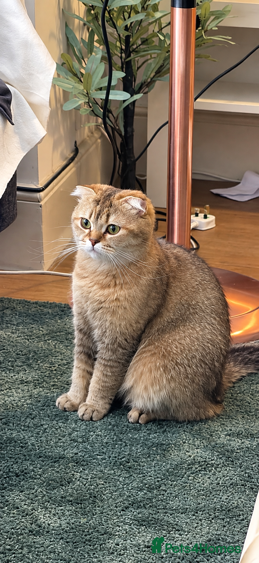 Mixed Breed cats Beautiful Scottish folds - 2 males Left - Advert 1