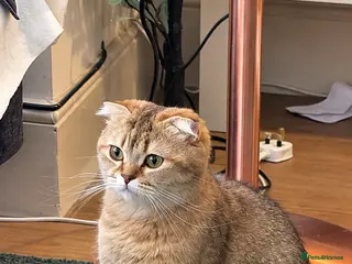 Mixed Breed cats Beautiful Scottish folds - 2 males Left - Advert 3