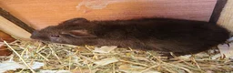 Guinea Pig rodents for sale: Guine Pigs (Male) - Advert 2